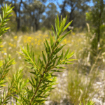 Primer plano fotorrealista y vibrante de una pequeña rama de hojas de Melaleuca alternifolia (Árbol del Té), mostrando su forma delgada y similar a una aguja y su sutil brillo ceroso. El fondo es una escena suavemente borrosa y soleada de matorrales australianos, insinuando su hábitat nativo y la frescura de su aroma.