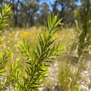 Primer plano fotorrealista y vibrante de una pequeña rama de hojas de Melaleuca alternifolia (Árbol del Té), mostrando su forma delgada y similar a una aguja y su sutil brillo ceroso. El fondo es una escena suavemente borrosa y soleada de matorrales australianos, insinuando su hábitat nativo y la frescura de su aroma.