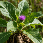 Primer plano fotorrealista y vibrante de una planta de Bardana (Arctium lappa) en un entorno natural, mostrando sus grandes hojas anchas y una característica cabeza de flor púrpura similar a un cardo. La imagen debe transmitir robustez y vitalidad natural, quizás con una pista de su raíz profunda parcialmente visible, simbolizando su poder "subterráneo".