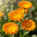 Primer plano fotorrealista y vibrante de un grupo de flores de Calendula officinalis en plena floración, mostrando sus intensos pétalos naranjas y amarillos. La iluminación debe enfatizar su calidez y vitalidad, con un fondo natural suave que sugiera un jardín o un campo soleado, simbolizando su cualidad de "sol curativo".