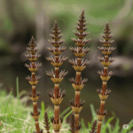 Primer plano fotorrealista y vibrante de varios tallos estériles de Equisetum arvense (Cola de Caballo), mostrando su distintiva apariencia segmentada, articulada y con forma de cepillo en la parte superior, similar a la cola de un caballo. Los tallos crecen en un ambiente natural húmedo como el borde de un bosque o cerca de un arroyo, transmitiendo su estructura única y hábitat natural.