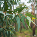 Primer plano fotorrealista y vibrante de una rama de hojas de Eucalipto globulus. Las hojas maduras, en forma de hoz, de color verde azulado deben destacarse prominentemente, posiblemente con algunas de las distintivas "cápsulas de goma" (frutos) blancas. El fondo debe ser una representación suavemente borrosa de un bosque de eucaliptos, transmitiendo su hábitat natural y aroma refrescante.