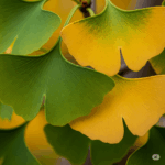 Primer plano fotorrealista y vibrante de hojas de Ginkgo biloba, mostrando su distintiva forma de abanico y la intrincada red de venas. Algunas hojas deben ser de un verde fresco, mientras que otras comienzan a tomar el característico color amarillo dorado del otoño, simbolizando su belleza y el ciclo de la vida. El fondo debe estar suavemente desenfocado para enfatizar las hojas.