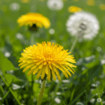Primer plano fotorrealista y vibrante de una flor de Diente de León (Taraxacum officinale) completamente abierta, mostrando sus alegres pétalos amarillos sobre un fondo verde suave de hierba, posiblemente con algunas características cabezas de semillas "pompones" en la distancia sutil, enfatizando su belleza natural y su ciclo de vida dual.