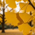 Primer plano fotorrealista y vibrante de varias hojas distintivas de Ginkgo biloba. Las hojas en forma de abanico deben mostrar sus venas características y un rico color amarillo dorado, sugiriendo el otoño. El fondo es una escena suavemente borrosa de un jardín o parque, posiblemente con otros árboles de Ginkgo, insinuando su belleza natural y longevidad.