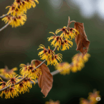 Primer plano fotorrealista y vibrante de una rama de Hamamelis virginiana a finales de otoño o principios de invierno, mostrando sus distintivas flores amarillas anaranjadas en forma de araña y algunas hojas restantes. La iluminación debe enfatizar la apariencia delicada y única de las flores, con un fondo natural suave que sugiera el borde de un bosque o un jardín.