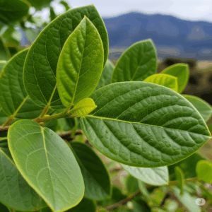 Primer plano fotorrealista y vibrante de hojas frescas de Boldo (Peumus boldus) en una rama. Las hojas verde oscuro, distintivamente texturizadas, ligeramente ovales, están nítidamente enfocadas, mostrando sus características venas y a veces pequeñas protuberancias. El fondo es una representación suavemente borrosa de un paisaje montañoso sudamericano, insinuando su origen.
