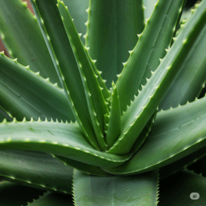 Primer plano fotorrealista de una vibrante planta de Aloe Vera con hojas gruesas y carnosas, mostrando los bordes espinosos característicos y su belleza natural.